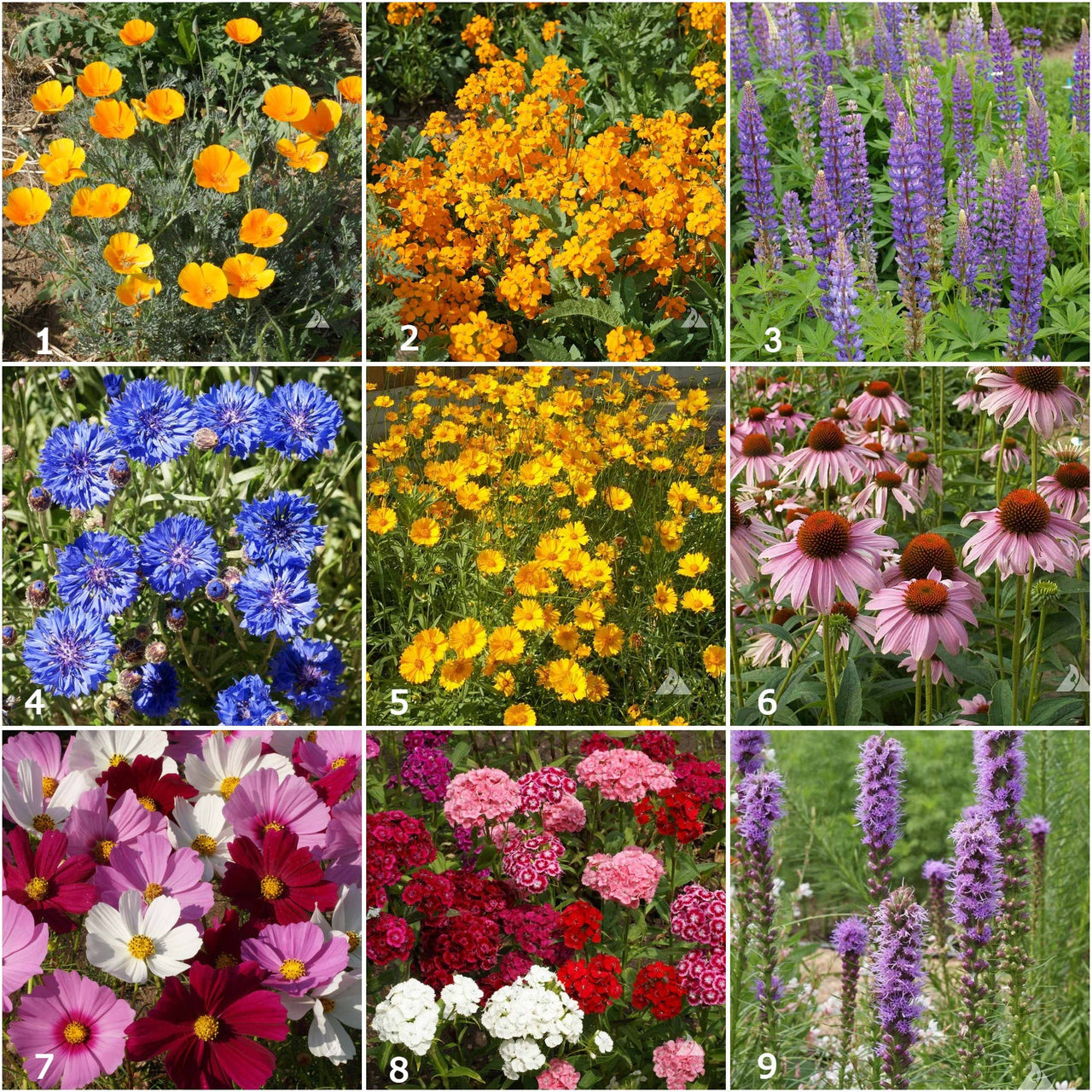 Scatter Garden | Butterfly Habitat |Spring: Butterfly