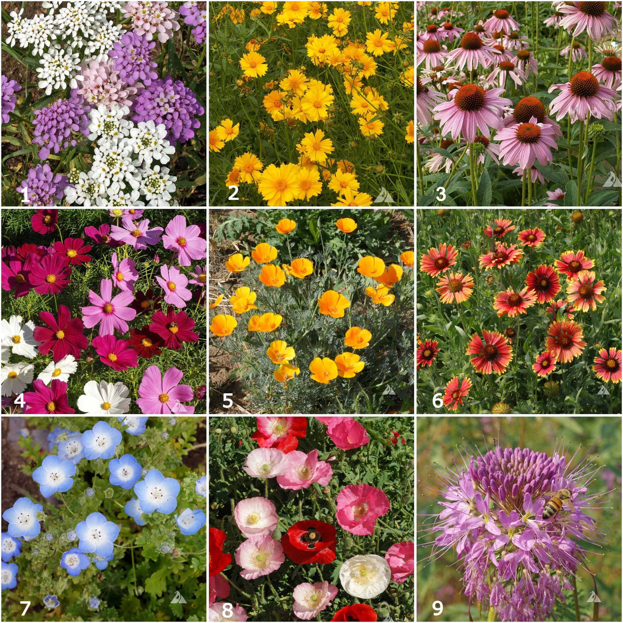 Garden Sprinkles | Honeybee | Pollinators | Best Seller